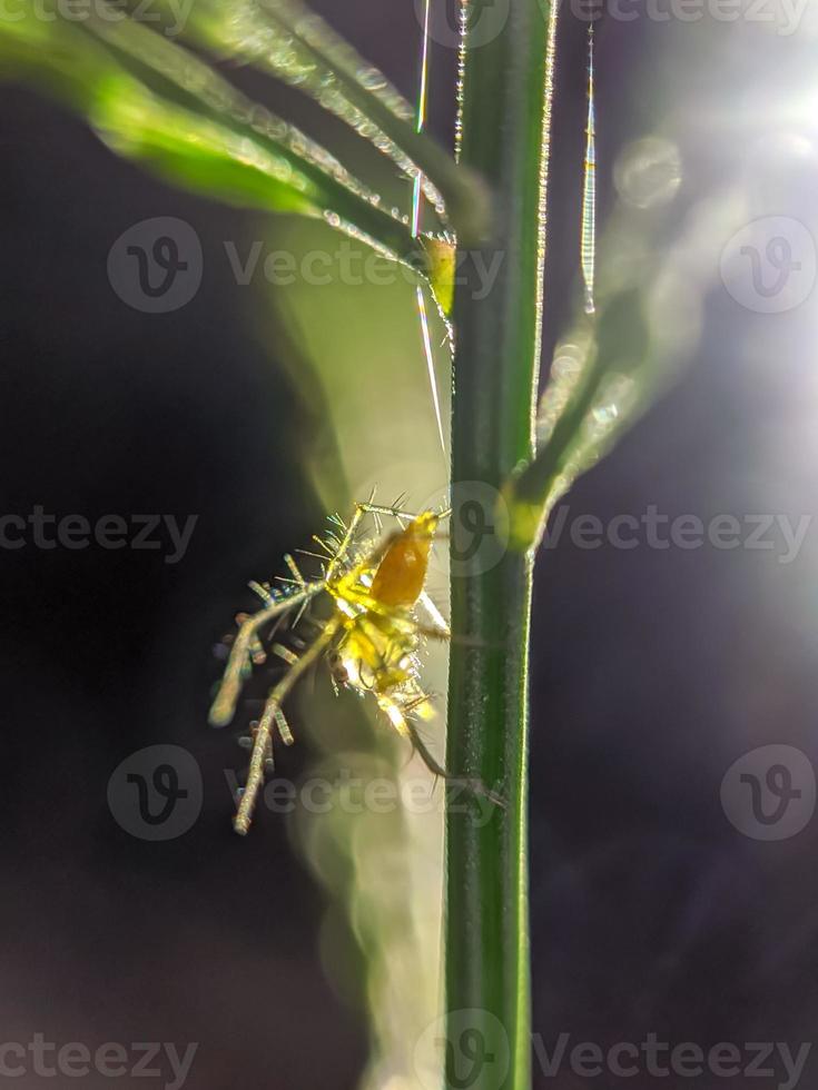 macro photography, insects photo