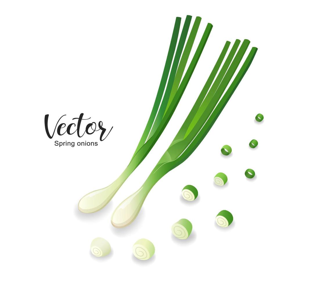 Spring onions fresh and spring onions shredded, design isolated on white background, Eps 10 vector illustration