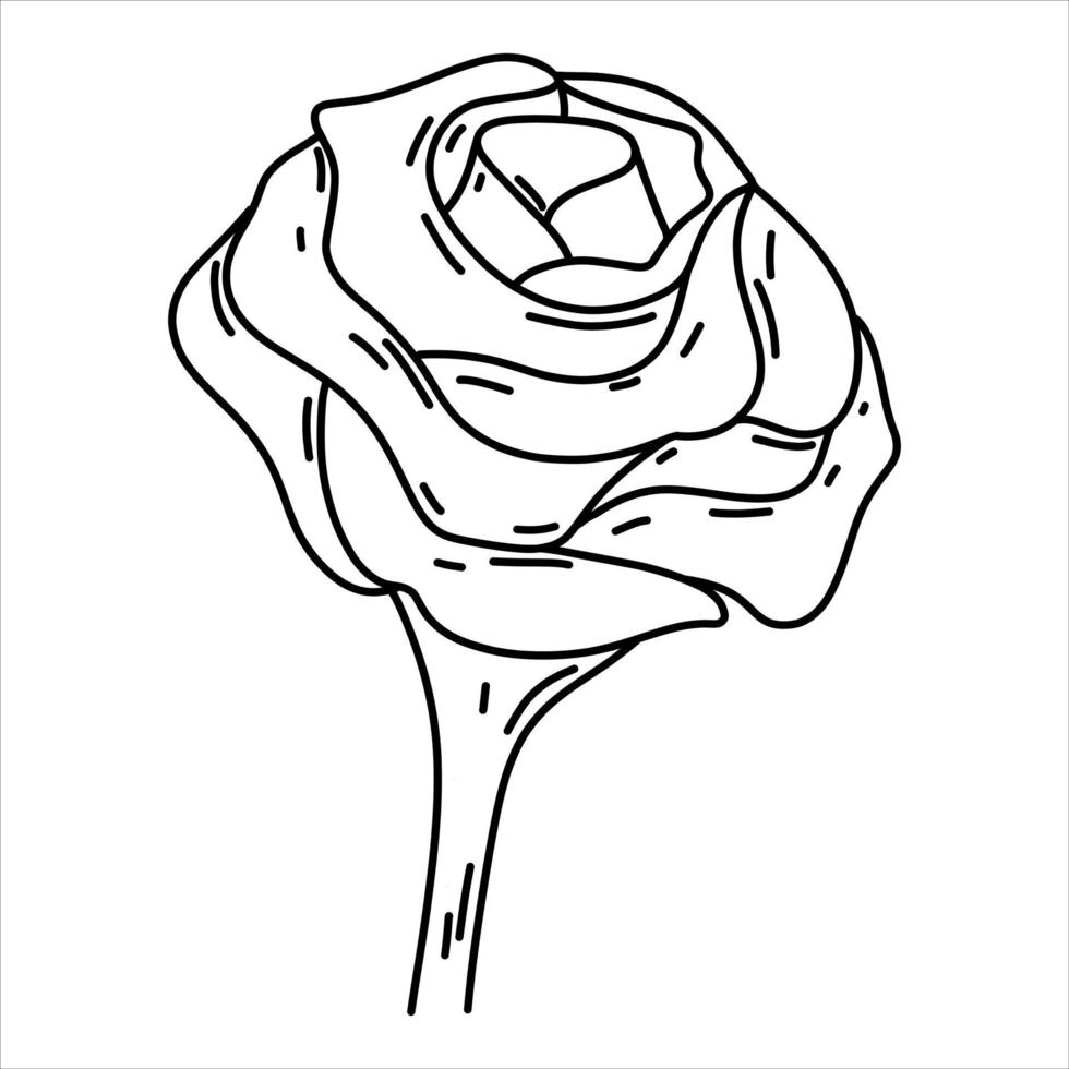 hermoso Rosa flor en mano dibujado garabatear estilo. vector ilustración aislado en blanco.