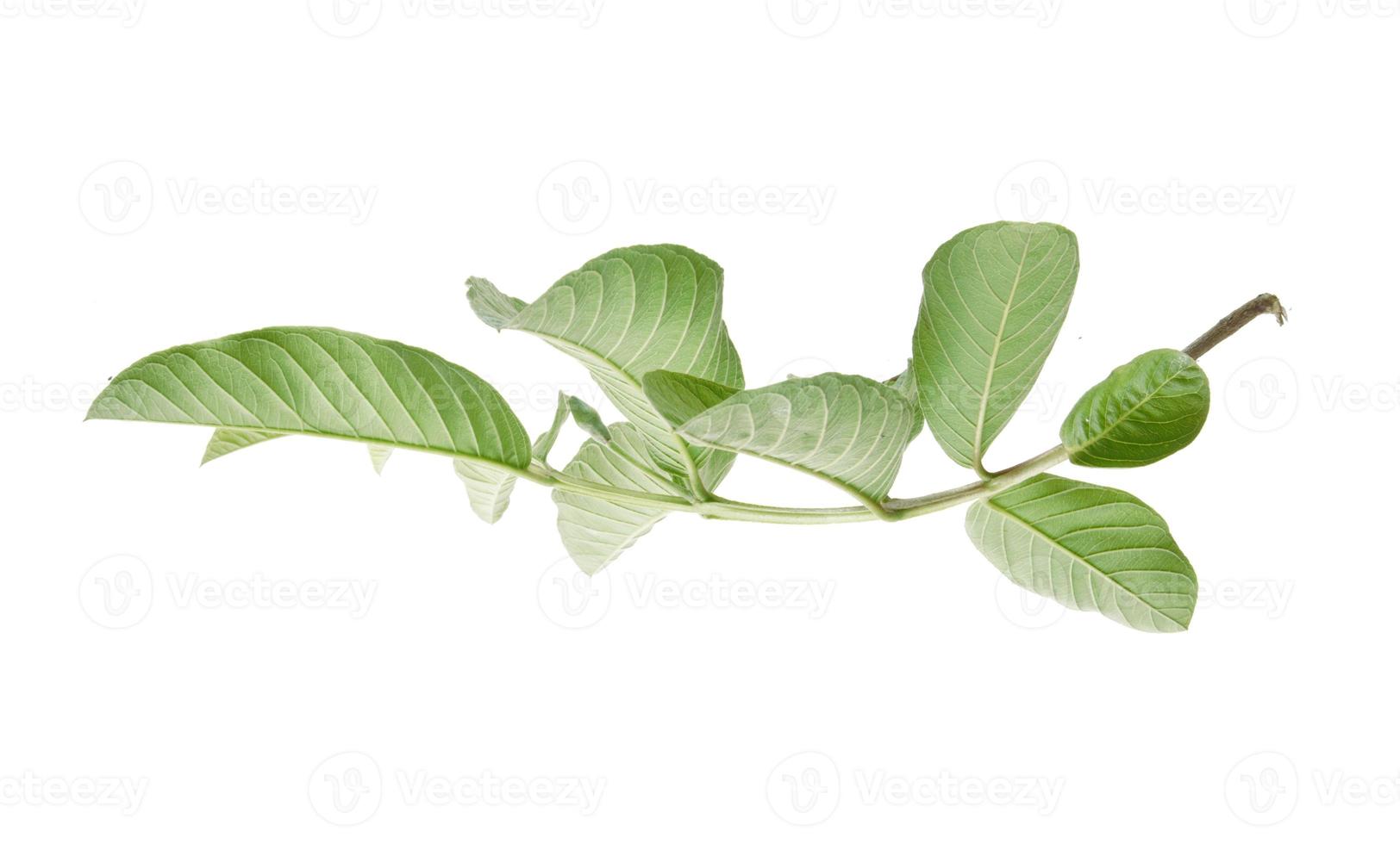 A branch of a tree with guava leaves isolated on white background photo