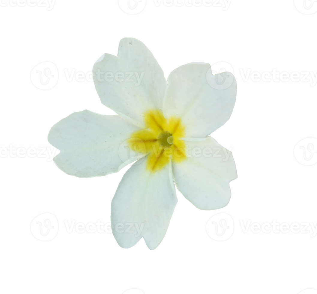 Flower primula isolated background png