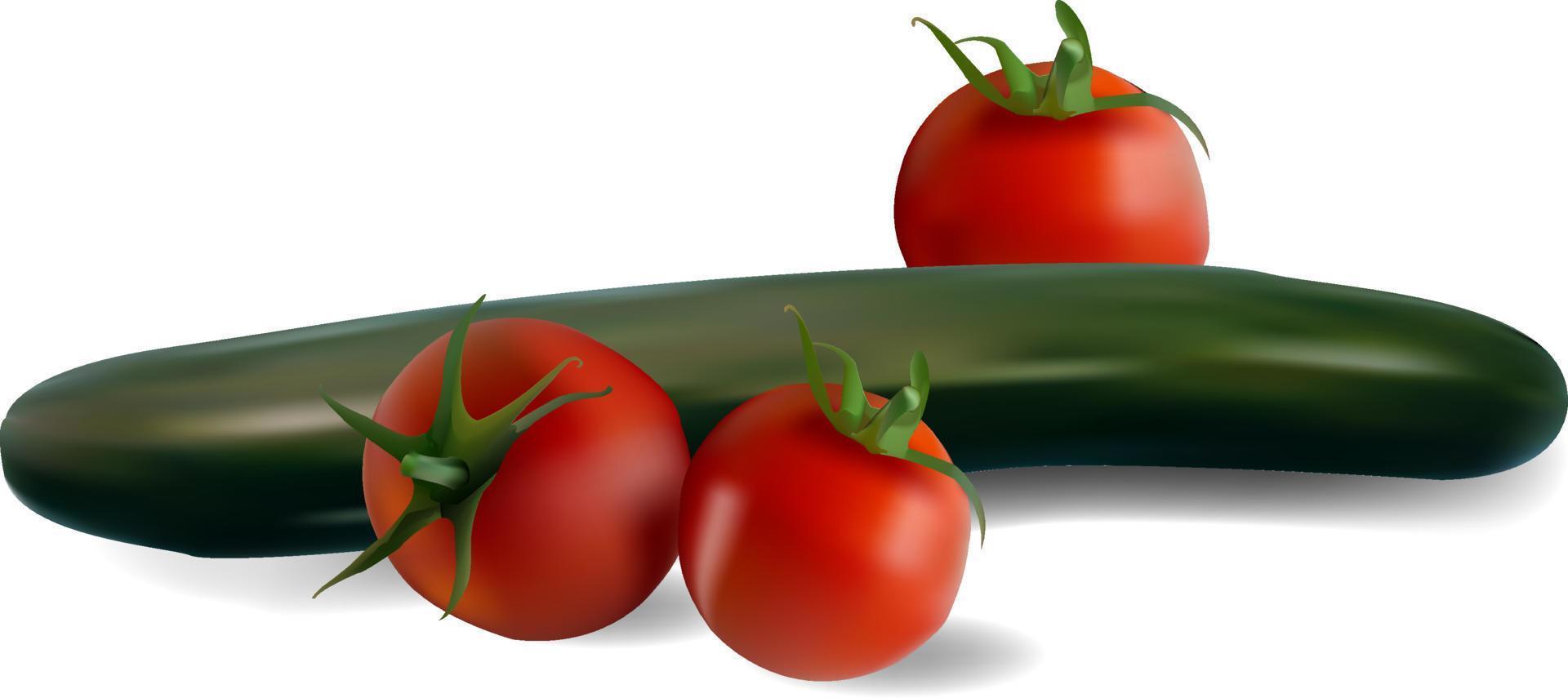 cucumber and juicy ripe tomatoes. vector illustration
