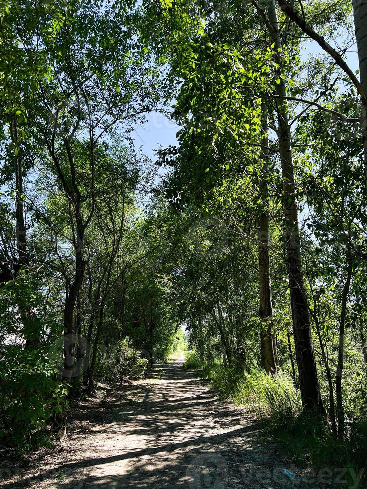 verano día, verdor. el río banco, el la carretera a el bosque. foto