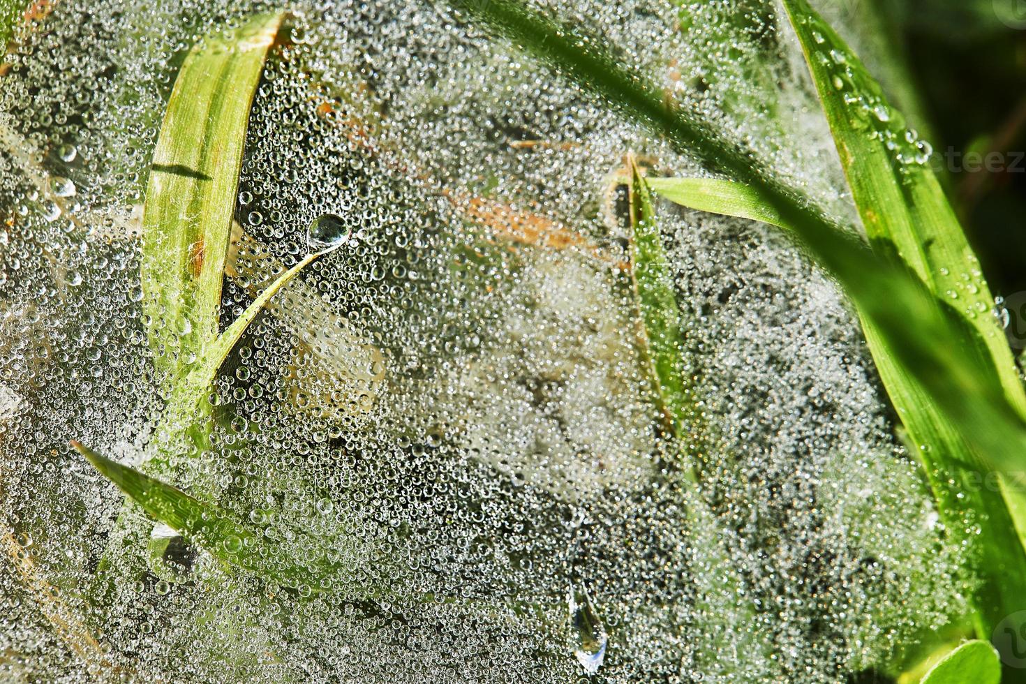 Cobweb with dew drops on green grass close-up photo