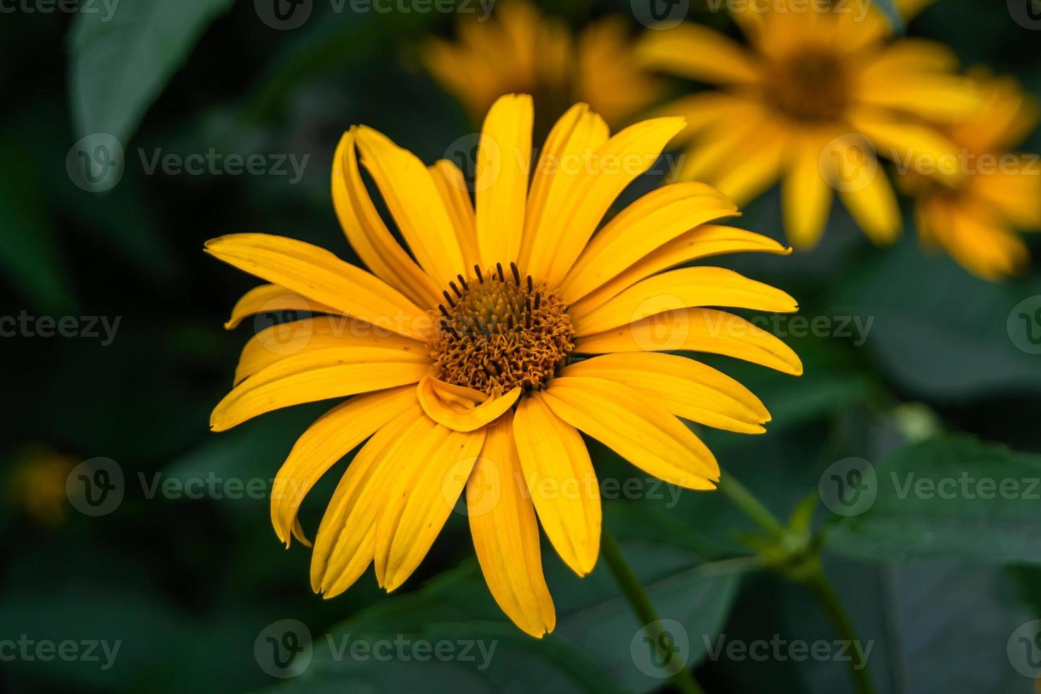 fina flor silvestre creciente aster falso girasol en pradera de fondo foto