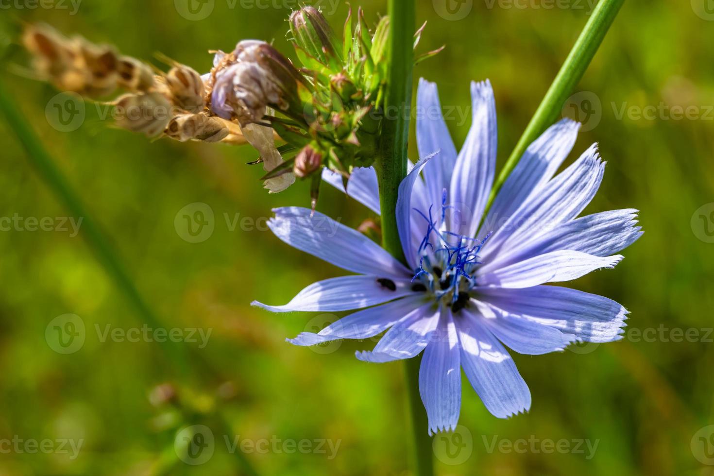 belleza flor silvestre creciente achicoria ordinaria en pradera de fondo foto