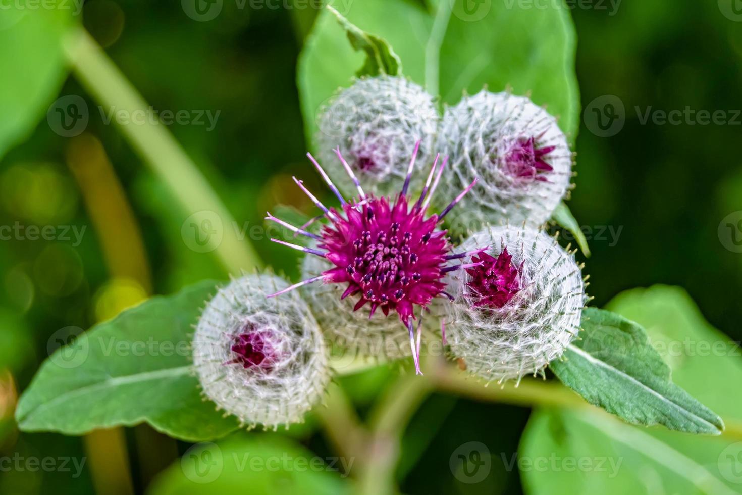 Beautiful growing flower root burdock thistle on background meadow photo