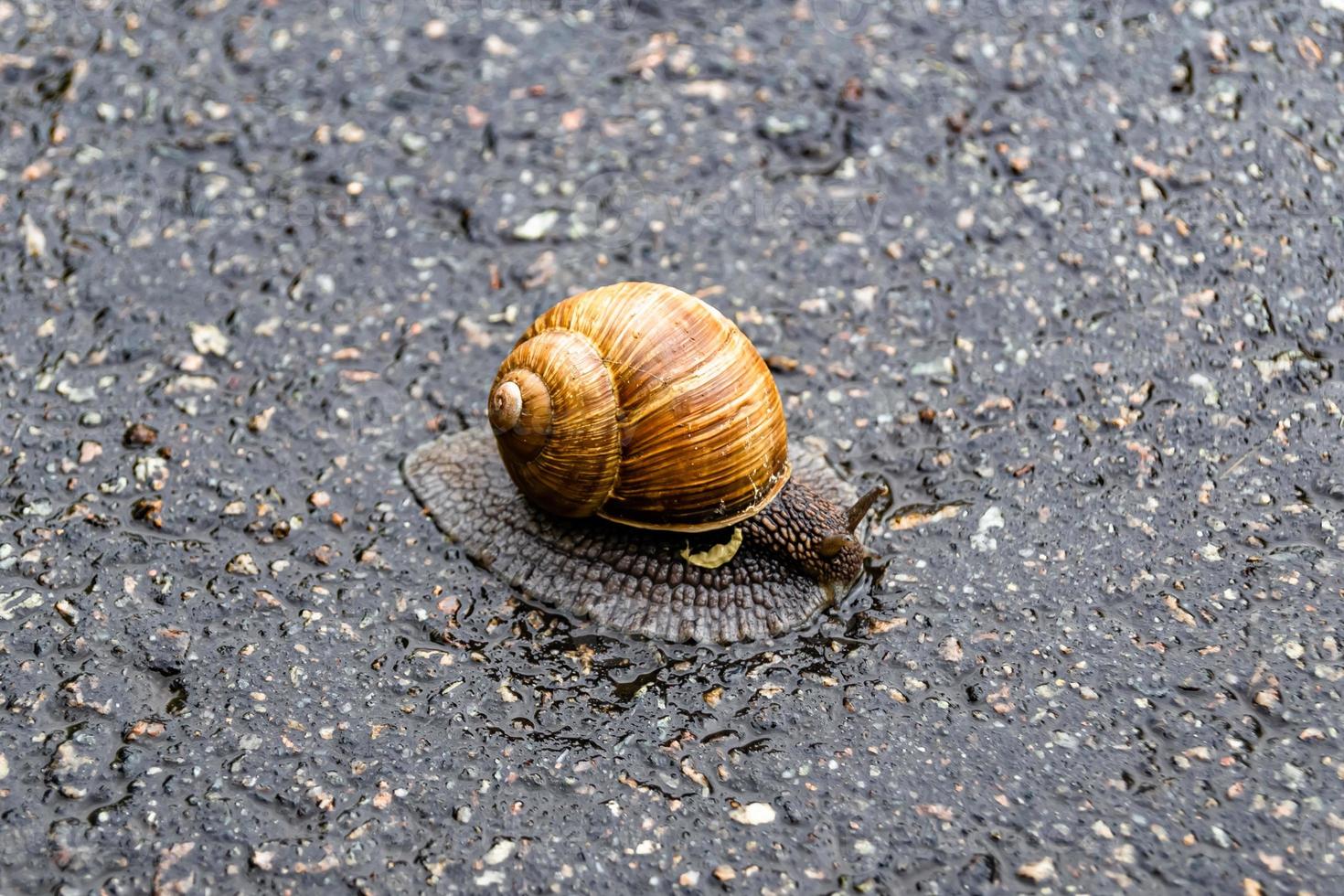 Big garden snail in shell crawling on wet road hurry home photo