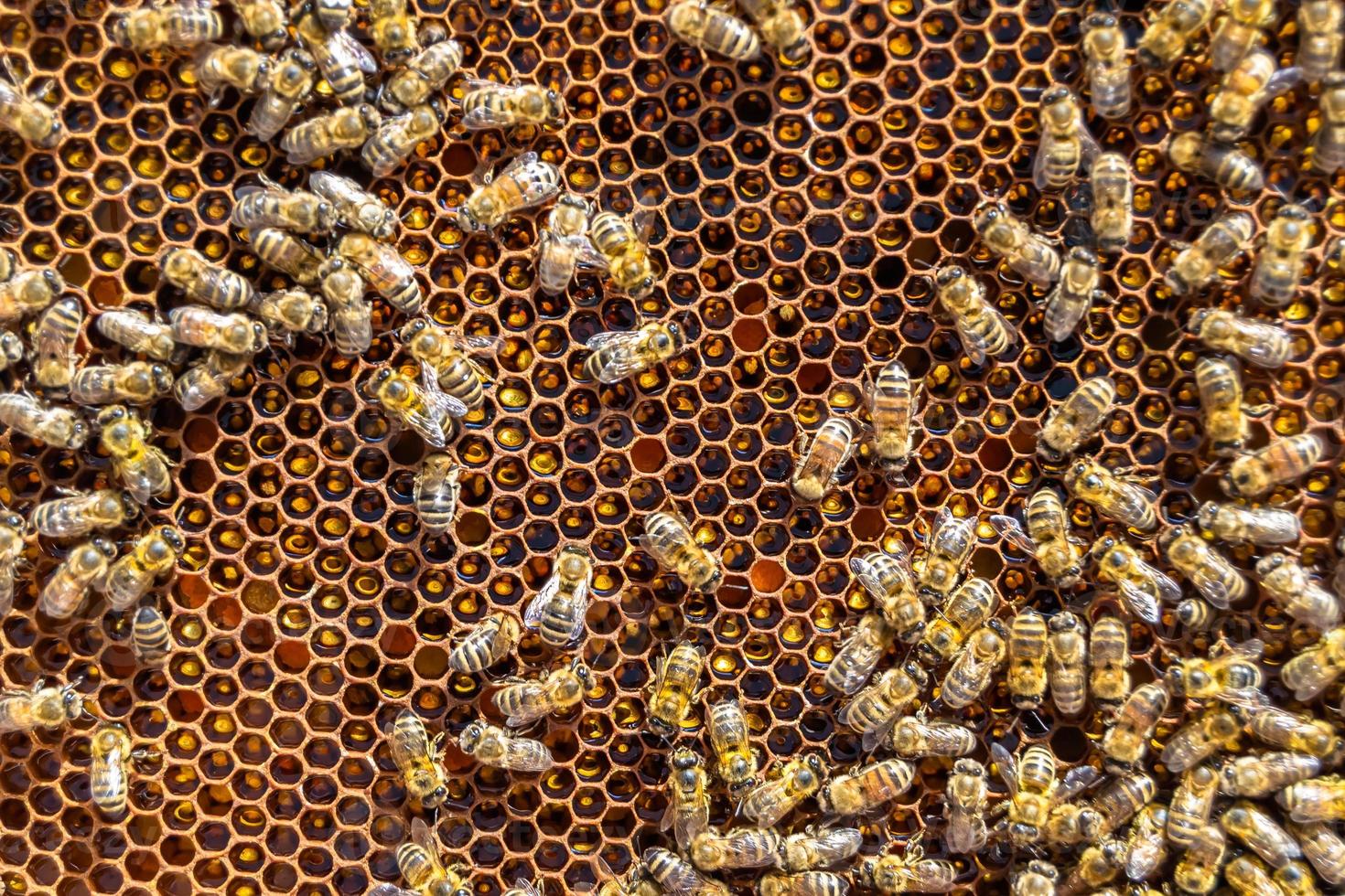 Abstract hexagon structure is honeycomb from bee hive filled photo