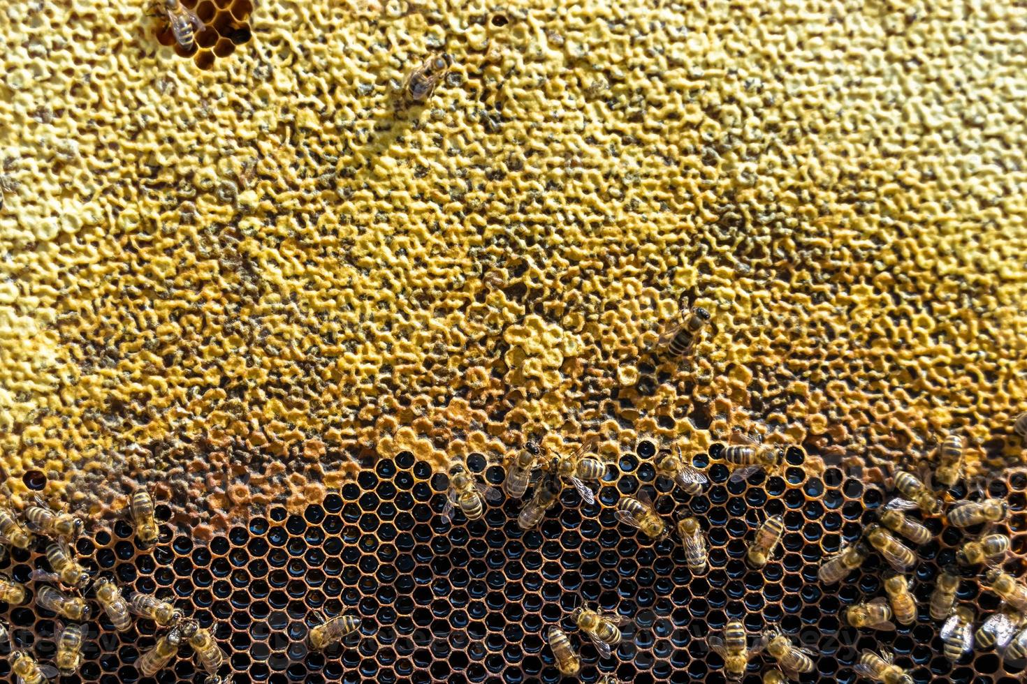 Abstract hexagon structure is honeycomb from bee hive filled photo