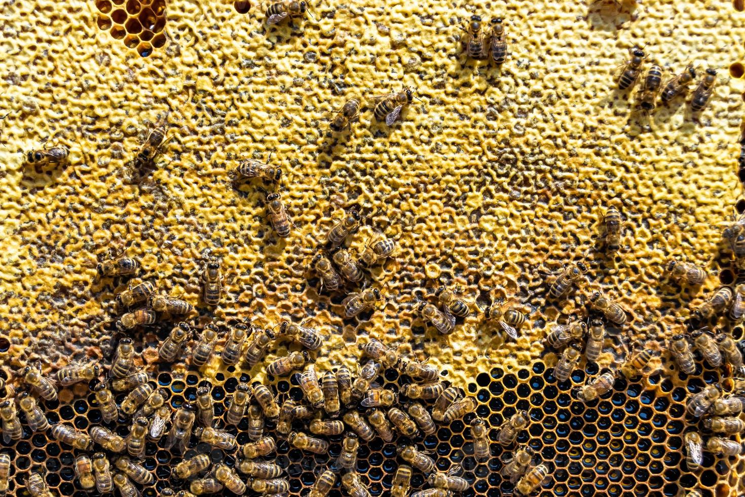 La estructura hexagonal abstracta es un panal de abejas lleno de colmena foto