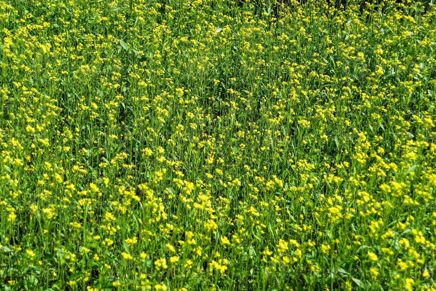 fotografía sobre el tema mostaza de flores silvestres finas en la pradera de fondo foto