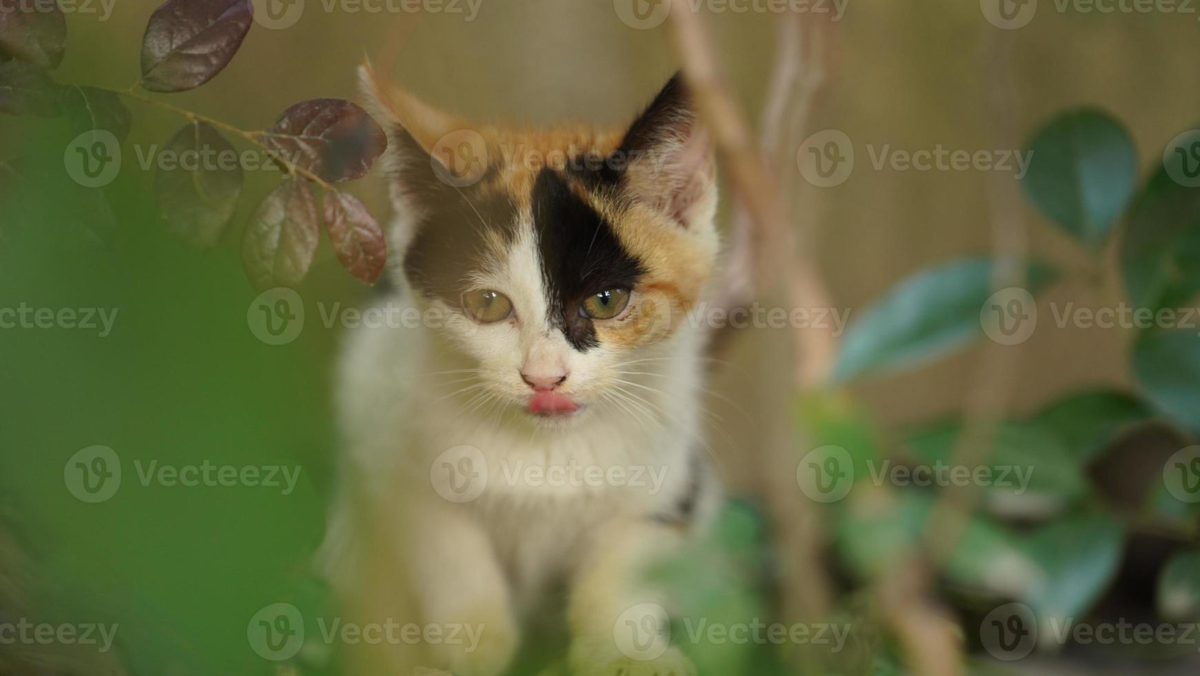 One cute cat having a rest in the yard photo