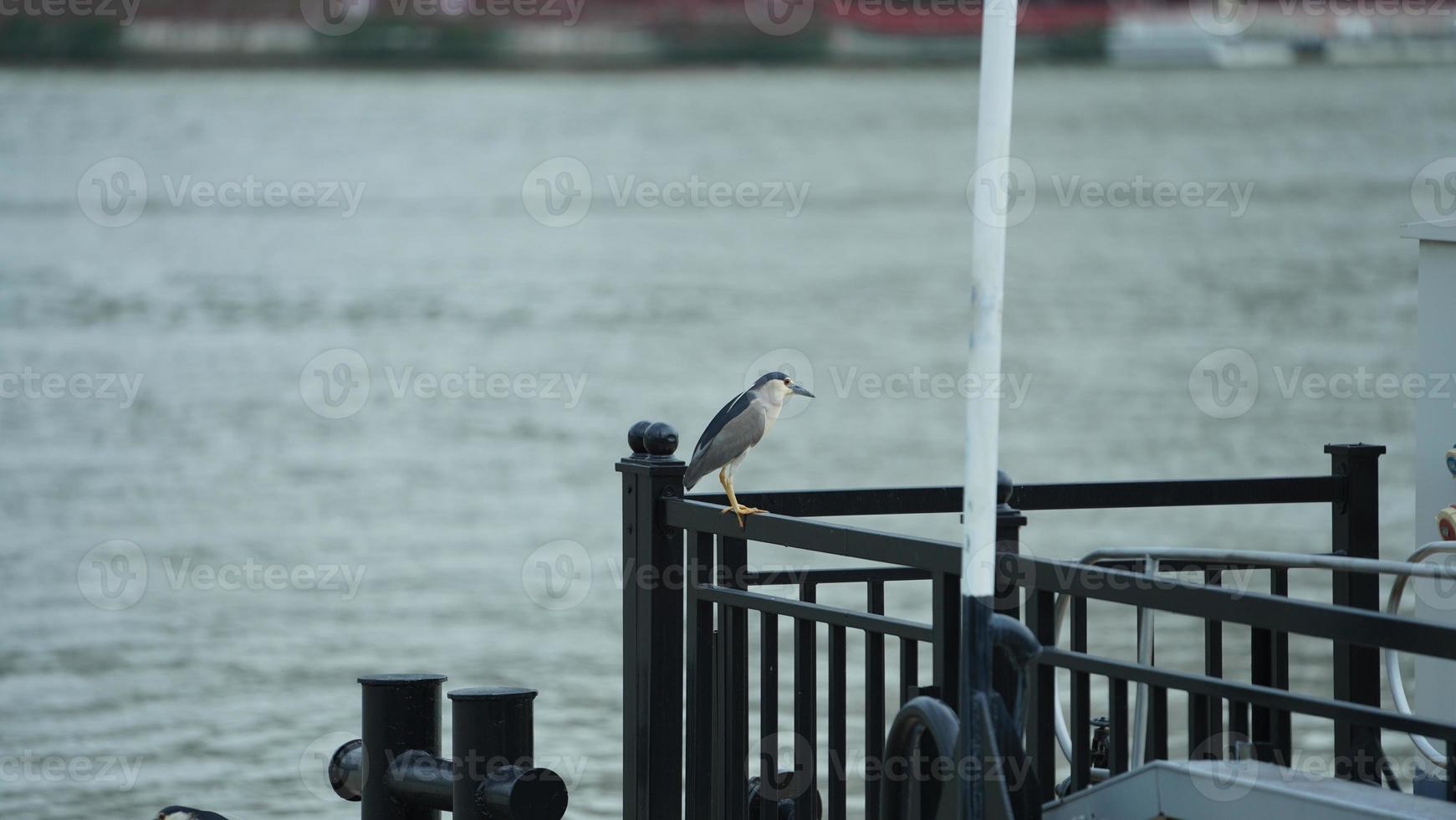 One seagull stopping on the iron column for resting near the river photo