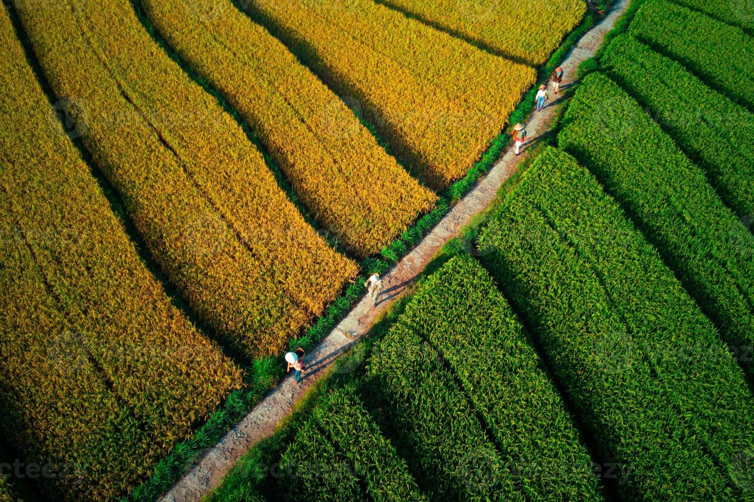 Beautiful morning view indonesia Panorama Landscape paddy fields with beauty color and sky natural light photo