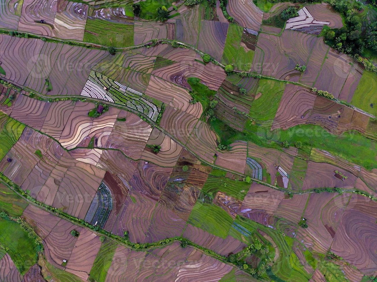 natural scenery of Indonesia with beautiful and winding terraced rice field patterns on the slopes of the mountains photo