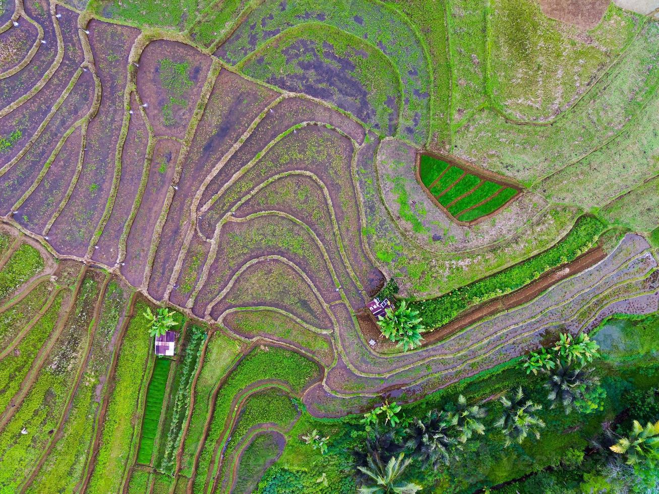 natural scenery of Indonesia with beautiful and winding terraced rice field patterns on the slopes of the mountains photo