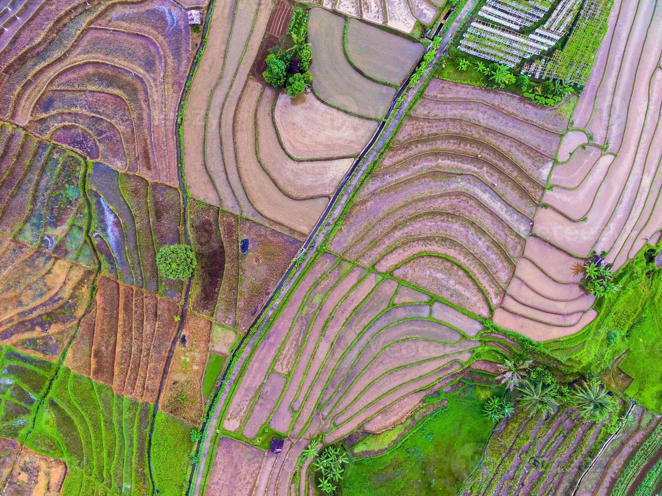 natural scenery of Indonesia with beautiful and winding terraced rice field patterns on the slopes of the mountains photo
