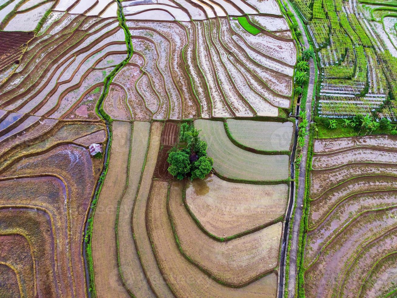 natural scenery of Indonesia with beautiful and winding terraced rice field patterns on the slopes of the mountains photo