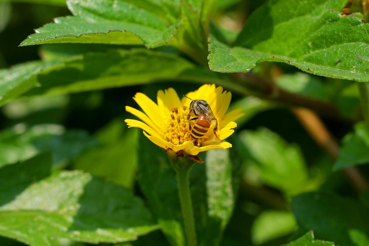 Selective focus of yellow singapore dailsy flower with insect collecting pollen. Close up of bee and wedelia flower. Honey bee harvest pollen grains. subject center composition Macro nature background photo