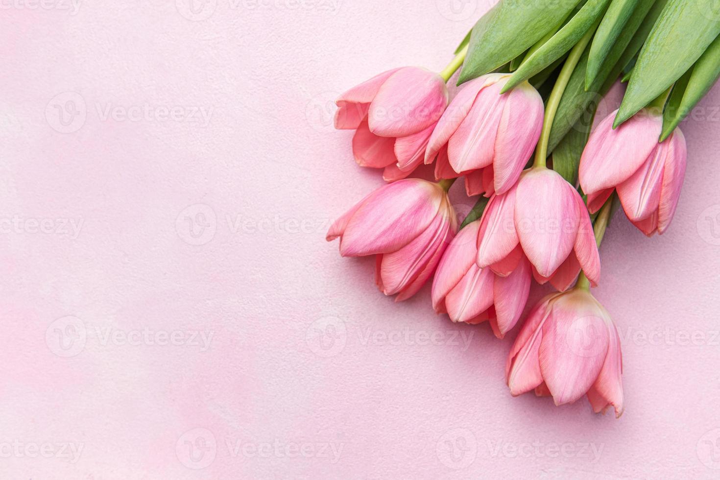 Bouquet of pink tulips on pink background. photo