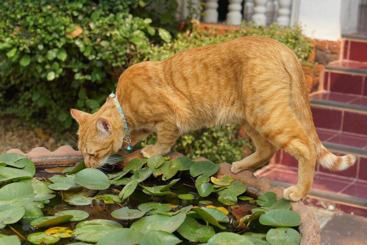 brown cat on the bath photo