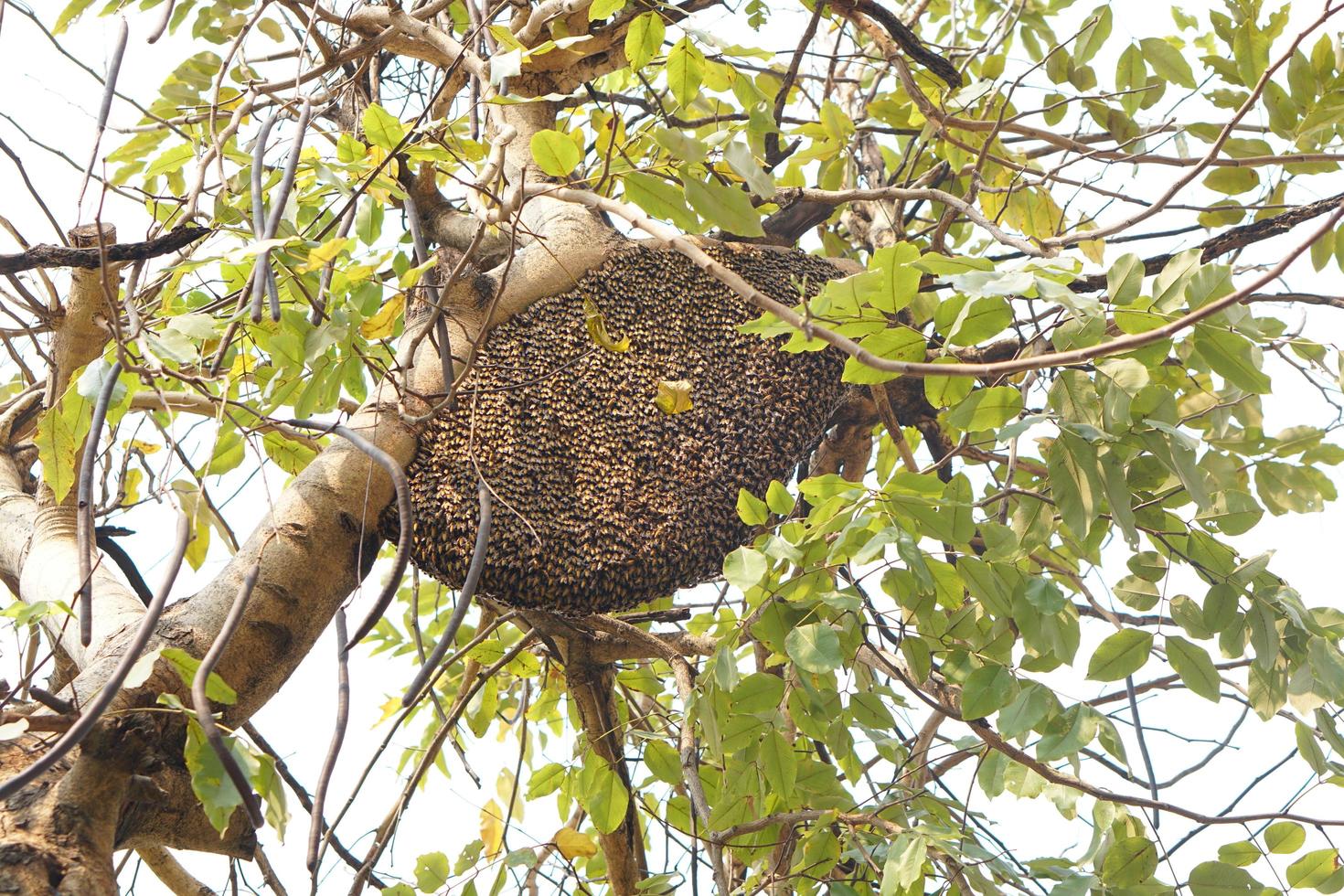 Beehive on a tree in the park photo