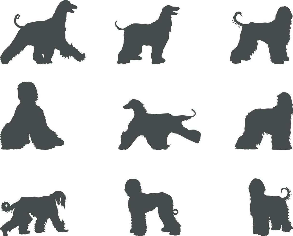 Afghan hound dog silhouettes, Afghan hound silhouettes, Afghan hound SVG vector