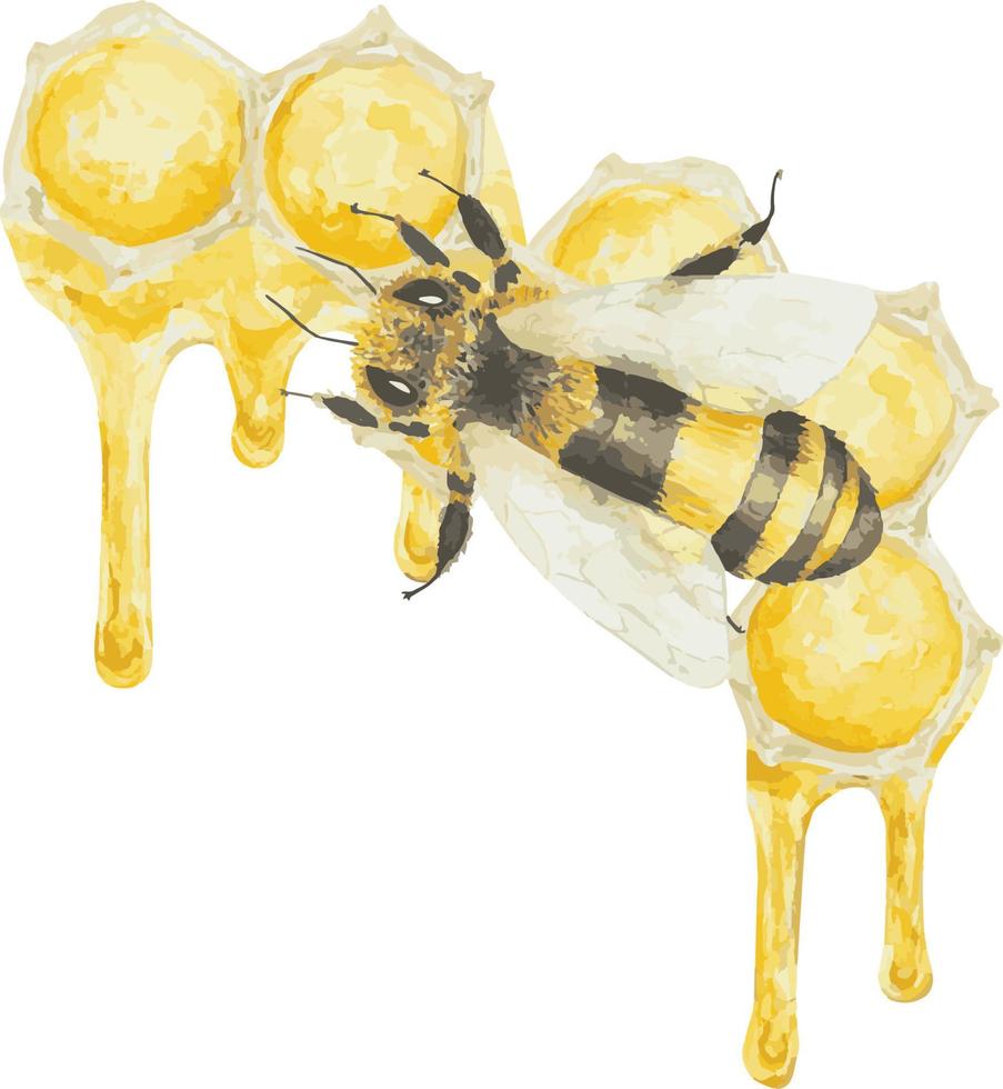 Watercolor hand drawn bee and dripping honey isolated on white background vector