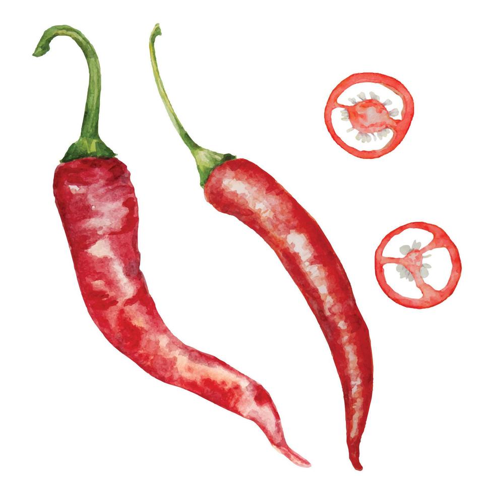 Hand drawn watercolor pepper isolated on white background vector