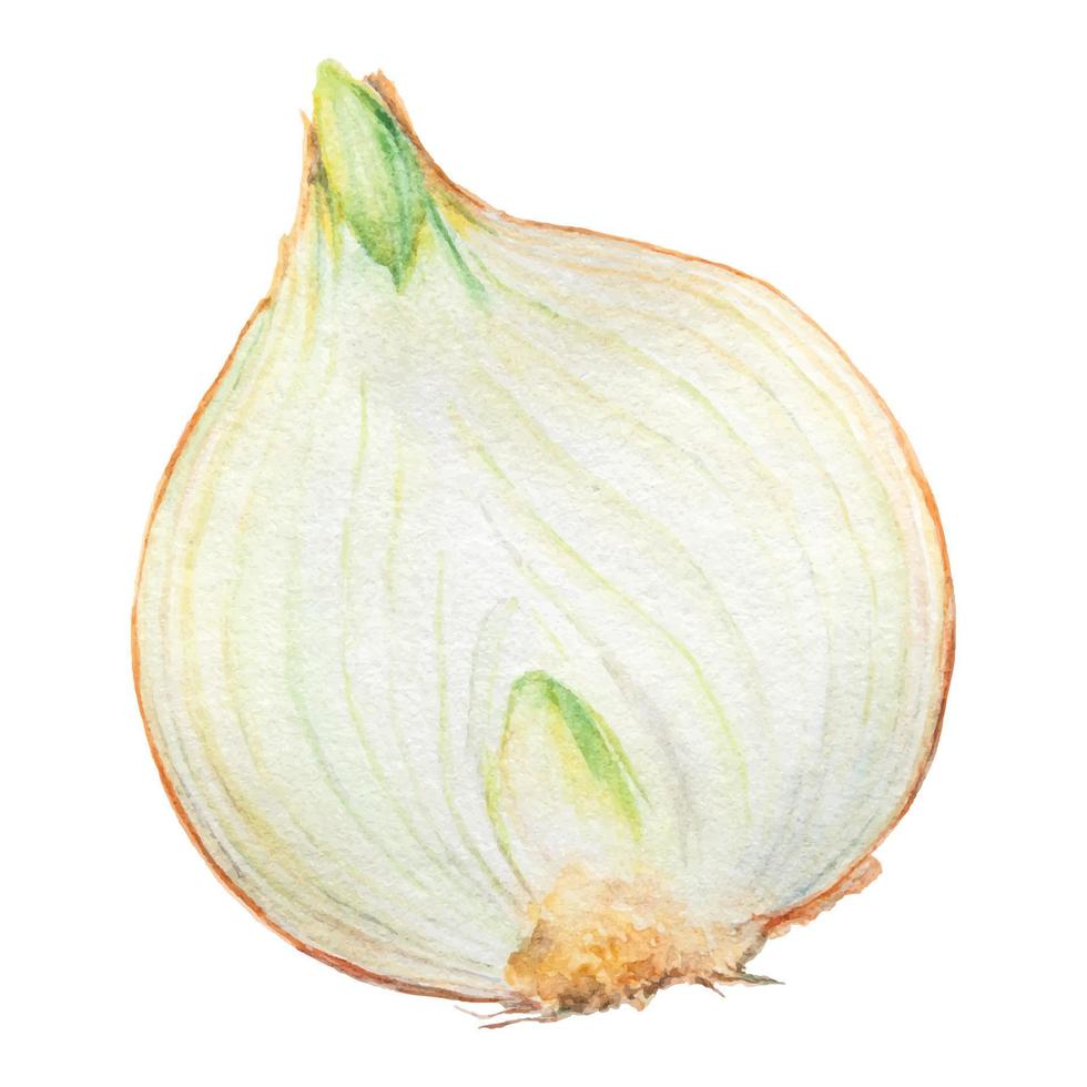 Hand drawn watercolor onion isolated on white background vector