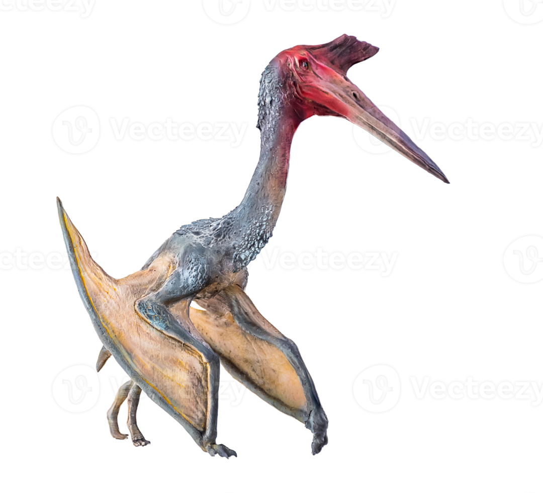 le ptérosaure , dinosaure sur isolé Contexte png