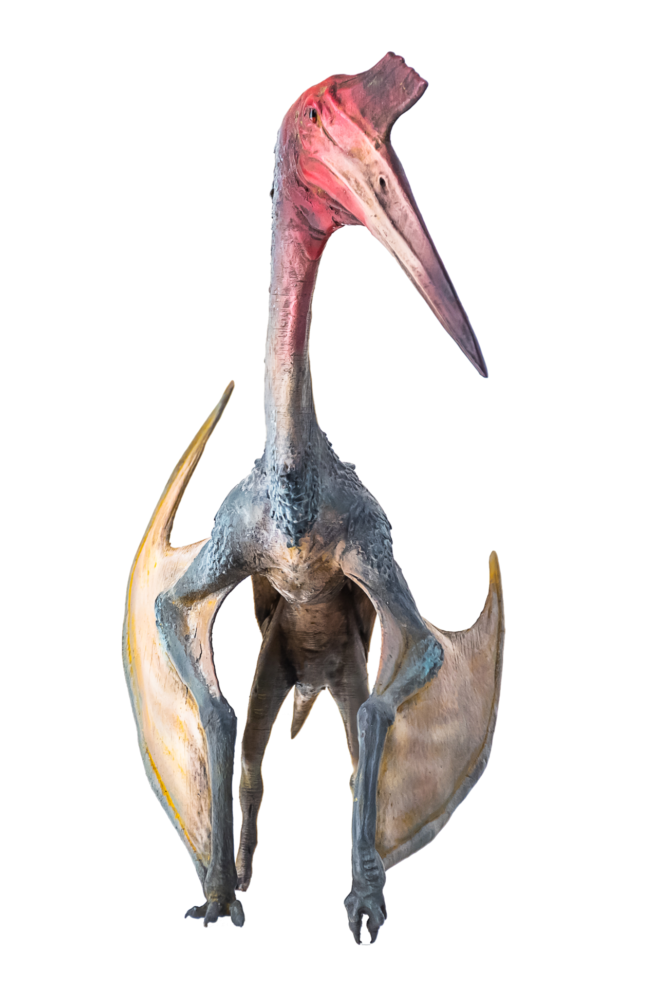 Pteranodon dinosaur isolated pterodactyl dino bird