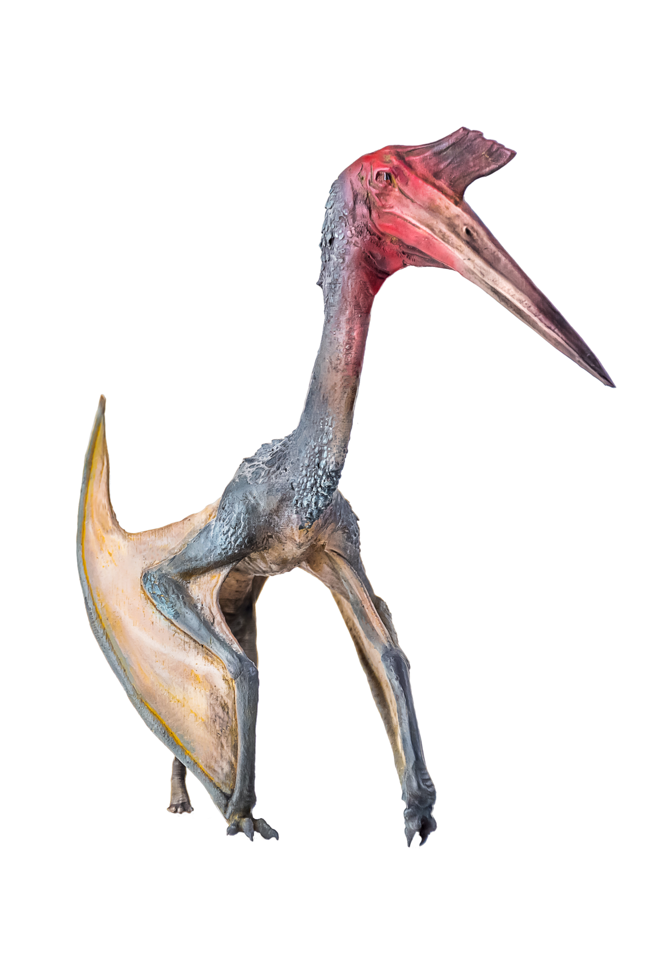 Pterosaurs PNG Images - PNG All