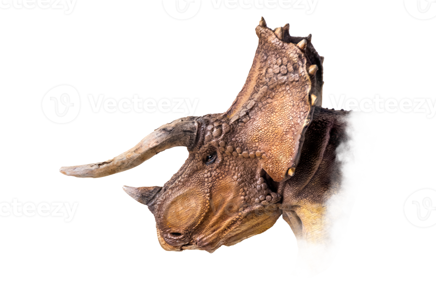 il testa di triceratopo , dinosauro su isolato sfondo png