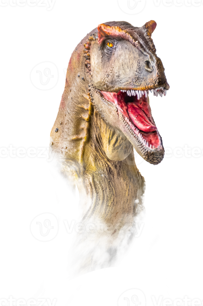 The head of Carcharodontosaurus , dinosaur on  isolated background  . png