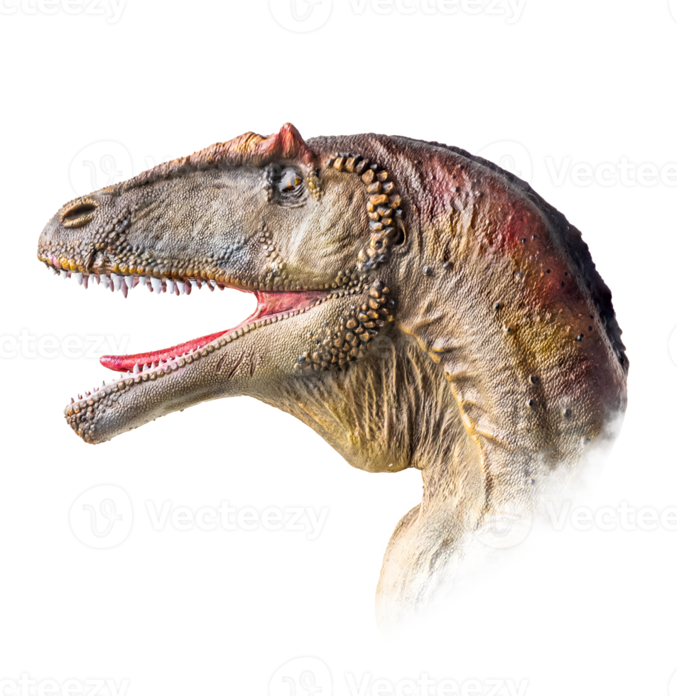 The head of Carcharodontosaurus , dinosaur on  isolated background  . png