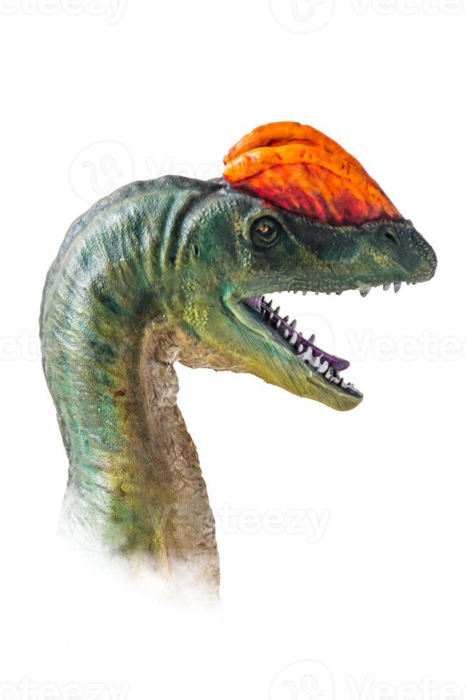 The head of  Dilophosaurus , dinosaur on  isolated background  . png