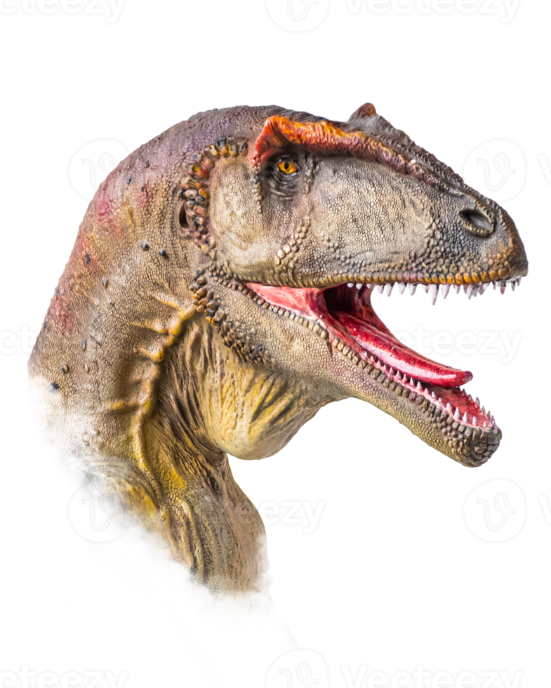 de hoofd van carcharodontosaurus , dinosaurus Aan geïsoleerd achtergrond . png