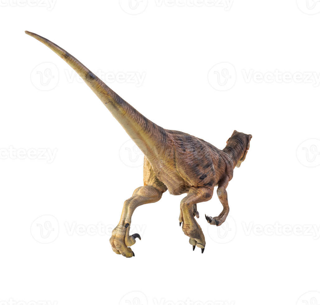 dinosaure , velociraptor isolé Contexte png