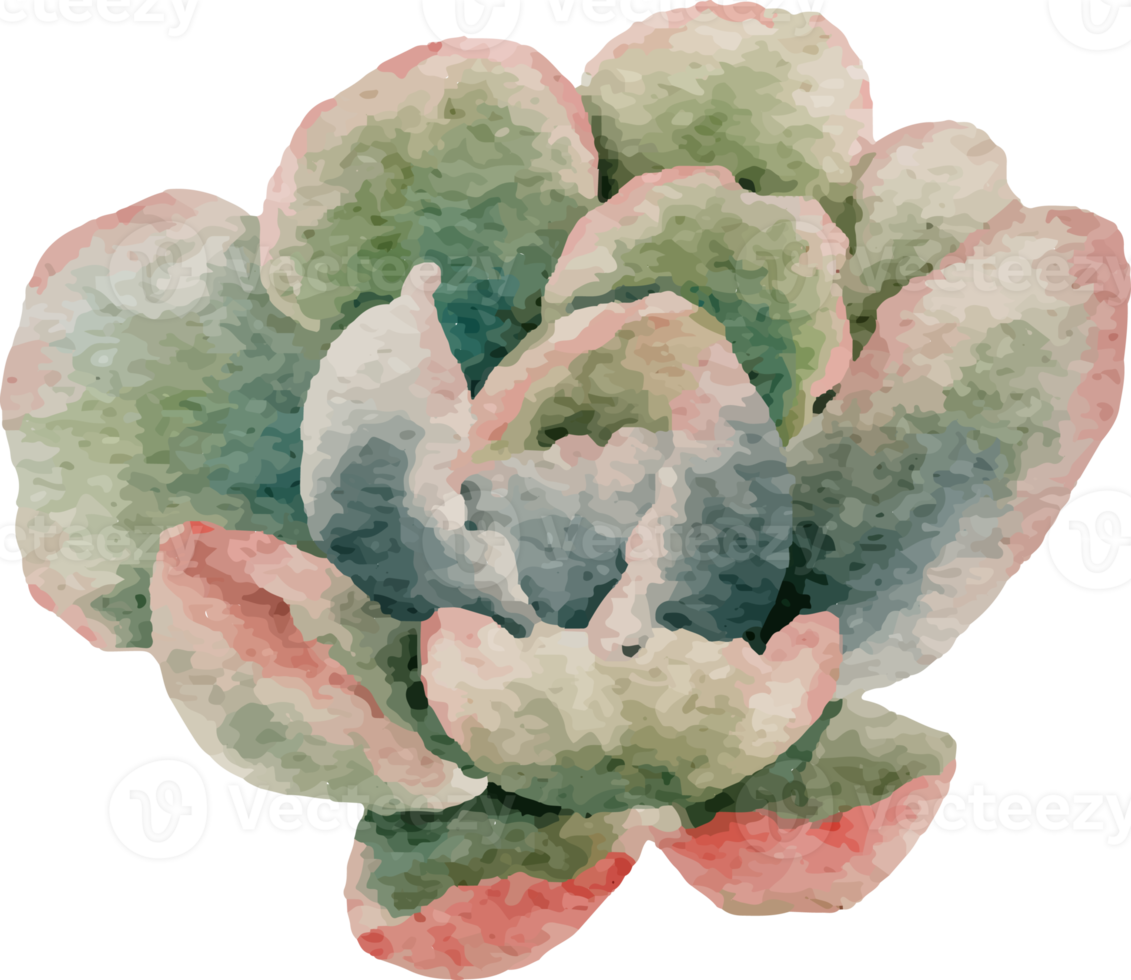 watercolor cactus succulent and orchid flower elements clipart png