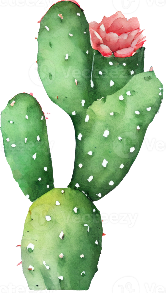 Cactus Watercolor Illustration png