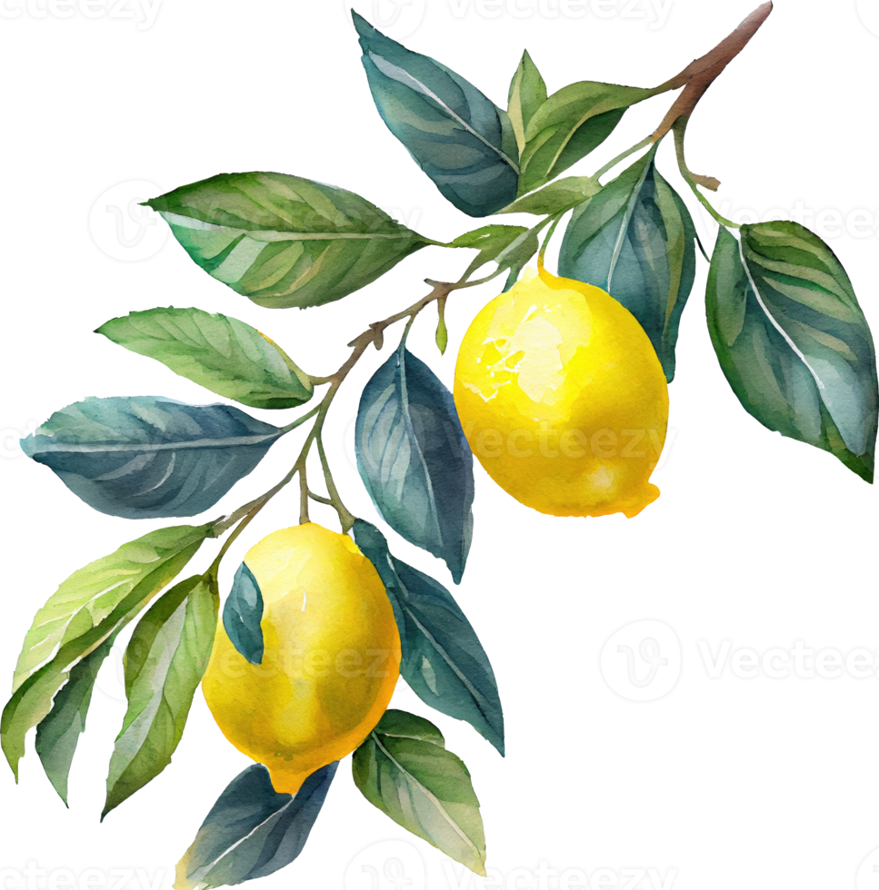 citron frukt akvarell illustration png