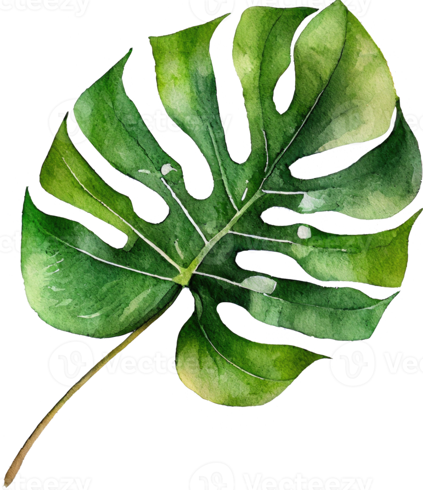 ilustração em aquarela de folha de monstera png