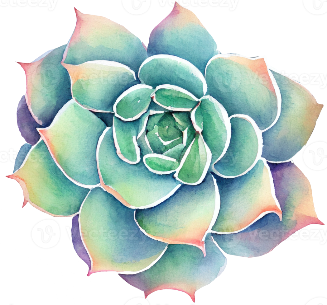 Succulent Watercolor Illustration png