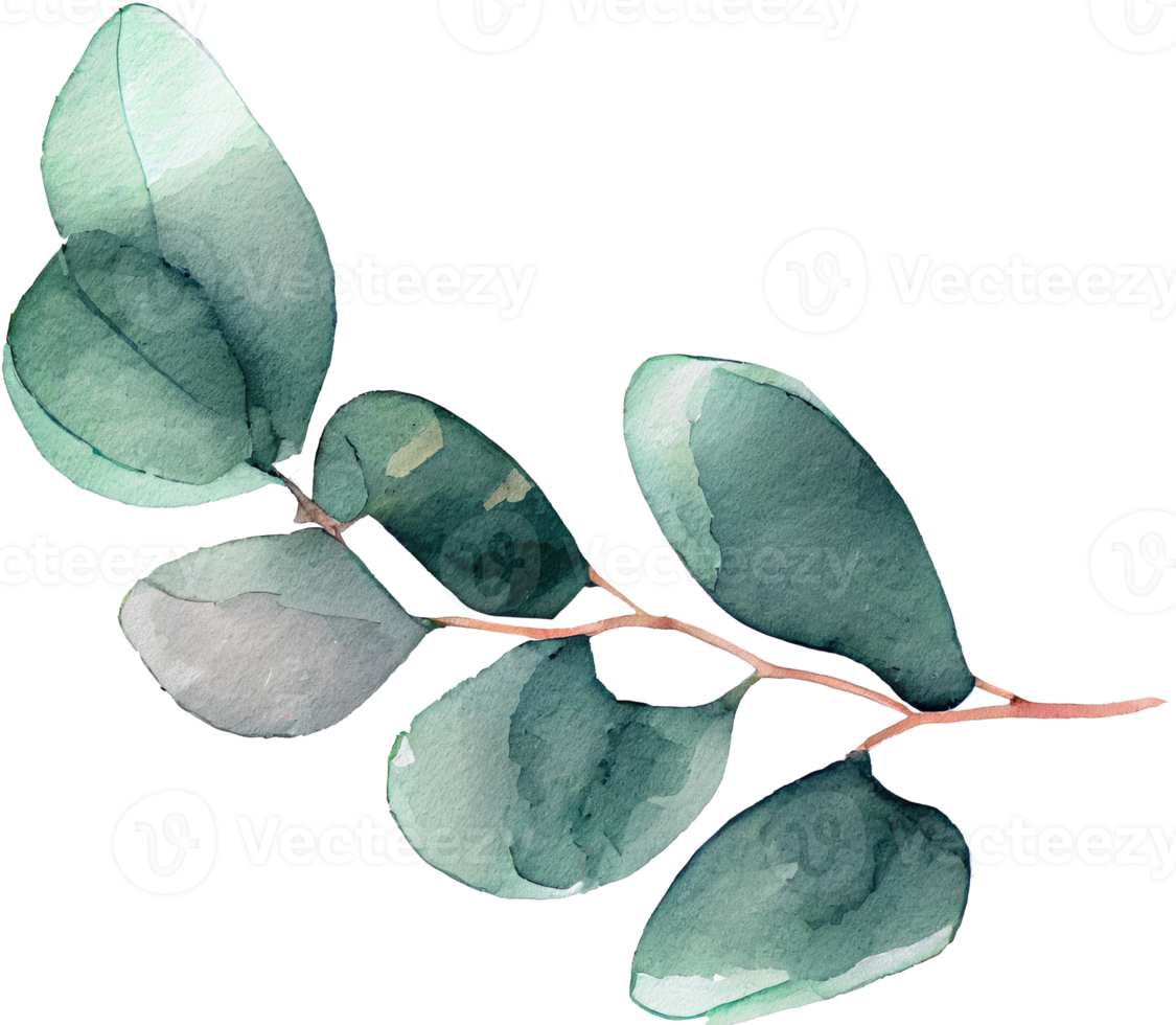 Leaf Watercolor Illustration png