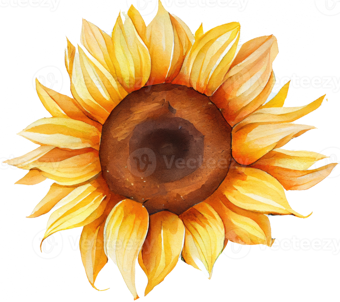 Sunflower Watercolor Illustration png