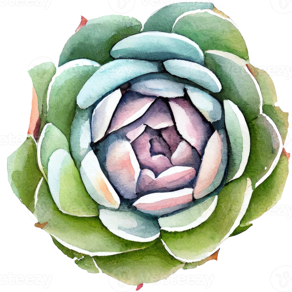 succulento acquerello illustrazione png