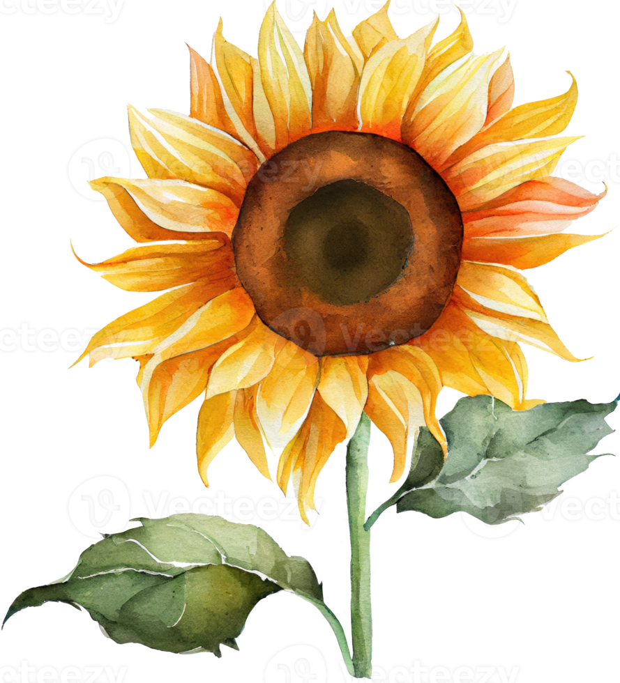 Sunflower Watercolor Illustration png