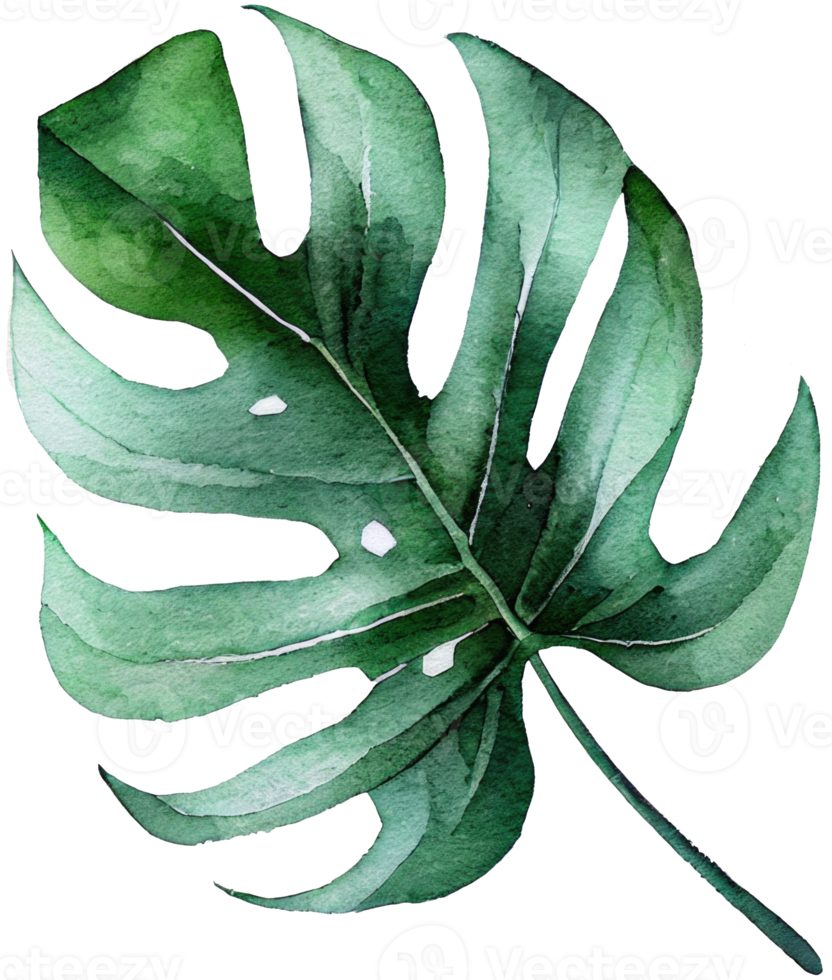 monstera leaf akvarell illustration png